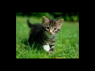 https://image.noelshack.com/fichiers/2013/09/1361994245-mrchatte-1361549469-s.jpg