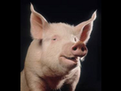 https://image.noelshack.com/fichiers/2013/09/1362185000-l-incroyable-histoire-d-un-petit-cochon-sauve-de-l-abattoir-en-images-19996-w250.jpg