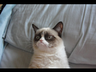 https://image.noelshack.com/fichiers/2013/10/1362420744-1360745443-grumpy-cat.jpg