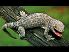 https://image.noelshack.com/fichiers/2013/10/1362428707-chiche.png