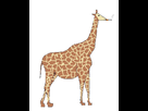 https://www.noelshack.com/2013-11-1363104339-1355180927-girafe.jpg