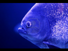 https://image.noelshack.com/fichiers/2013/11/1363107297-9705933-poisson-piranha-macro-visage-en-detail-la-couleur-bleue-eau-arriere-plan.jpg