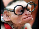 https://image.noelshack.com/fichiers/2013/11/1363201982-singe-a-lunettes.jpg