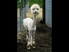 https://image.noelshack.com/fichiers/2013/11/1363425514-lama.jpg