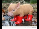 https://image.noelshack.com/fichiers/2013/11/1363520200-petit-cochon-mignon-3646223f77.jpg
