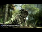 https://image.noelshack.com/fichiers/2013/11/1363547325-crysis3topsecrettessellatedtoadtech-2.jpg