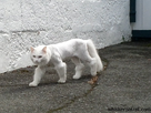 https://image.noelshack.com/fichiers/2013/12/1363727060-nice-leggings-cat.jpg