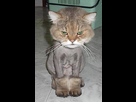https://image.noelshack.com/fichiers/2013/12/1363727060-shaved-cat-1.jpg