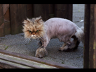 https://image.noelshack.com/fichiers/2013/12/1363727060-shaved-cat-2.jpg