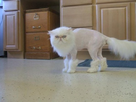 https://image.noelshack.com/fichiers/2013/12/1363727060-shaved-cat.jpg