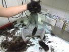 https://image.noelshack.com/fichiers/2013/12/1363727528-shaved-cat.jpg