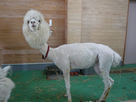 https://image.noelshack.com/fichiers/2013/12/1363728856-funny-animals-just-a-shaved-llama.jpg