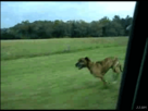 https://image.noelshack.com/fichiers/2013/12/1363730532-dog-jumping-out-of-car-backwards.gif