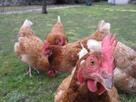 https://image.noelshack.com/fichiers/2013/12/1363793015-poule-de-face.jpg