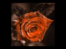 https://image.noelshack.com/fichiers/2013/13/1364426517-rose-marron.png