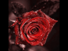 https://image.noelshack.com/fichiers/2013/13/1364493684-rose-rouge.png