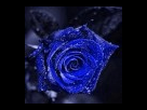 https://image.noelshack.com/fichiers/2013/13/1364493880-rose-bleue.jpg