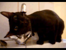 https://image.noelshack.com/fichiers/2013/13/1364593833-chat-qui-boit-au-robinet.gif