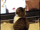https://image.noelshack.com/fichiers/2013/13/1364593903-chat-qui-regarde-la-tv.gif