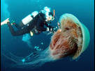 https://image.noelshack.com/fichiers/2013/13/1364644461-lions-mane-jellyfish.jpg