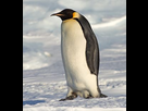 https://image.noelshack.com/fichiers/2013/14/1364988937-290px-emperor-penguin-manchot-empereur.jpg