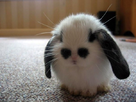 https://image.noelshack.com/fichiers/2013/14/1365070472-nd-rabbit.jpg