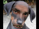https://image.noelshack.com/fichiers/2013/15/1365439082-1362765937-1362416840-chien-bizarre.jpeg