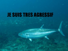 https://image.noelshack.com/fichiers/2013/15/1365536303-thon-dent-chien-hafsa.jpg