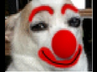 https://image.noelshack.com/fichiers/2013/15/1365880832-le-chien.jpeg