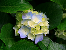 https://image.noelshack.com/fichiers/2013/15/1365954737-hydrangeas.jpg