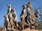 https://image.noelshack.com/fichiers/2013/15/1365974133-suricate-ld01.jpg