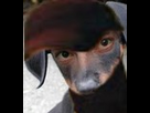 https://image.noelshack.com/fichiers/2013/16/1366130481-chien-bizarre.jpeg