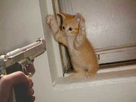 https://image.noelshack.com/fichiers/2013/17/1366911240-aviso.jpg