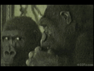 https://image.noelshack.com/fichiers/2013/17/1367027618-1361153389503.gif