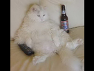 https://image.noelshack.com/fichiers/2013/17/1367085410-cat-beer006.jpg