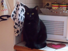 https://image.noelshack.com/fichiers/2013/17/1367178499-minou-007.jpg
