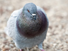 https://image.noelshack.com/fichiers/2013/18/1367407702-pigeon1.jpg
