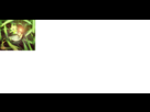 https://image.noelshack.com/fichiers/2013/18/1367436772-celebi-pokeball.png