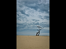 https://image.noelshack.com/fichiers/2013/18/1367523437-dsc-0126-loonse-en-drunense-duinen-copier.jpg