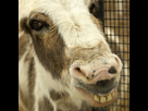 https://image.noelshack.com/fichiers/2013/18/1367531775-18375116-close-up-of-donkey-face-with-exposed-teeth.jpg