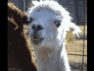 https://image.noelshack.com/fichiers/2013/18/1367770088-1367769785123.gif