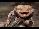 https://image.noelshack.com/fichiers/2013/19/1367877845-bearded-dragon-groot.jpg