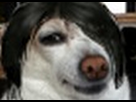 https://image.noelshack.com/fichiers/2013/19/1367965523-xenobrandt-gif.jpg