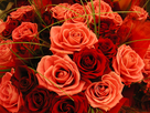 https://image.noelshack.com/fichiers/2013/19/1368081151-bouquet-de-roses42.jpg