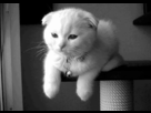 https://image.noelshack.com/fichiers/2013/19/1368136238-tumblr-m96t1ayt6v1qmbg8bo1-500.gif