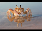 https://image.noelshack.com/fichiers/2013/19/1368226414-13291028-alerte-fantome-crabe-ocypode-ryderi-sur-la-plage-l-39-afrique-du-sud.jpg