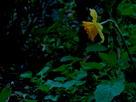 https://image.noelshack.com/fichiers/2013/19/1368383727-dsc06123.jpg