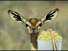 https://image.noelshack.com/fichiers/2013/20/1368469180-eating-popcorn-gif.gif