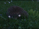 https://image.noelshack.com/fichiers/2013/20/1368647397-herisson.png