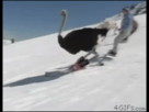 https://image.noelshack.com/fichiers/2013/20/1368729283-skiing-ostrich.gif
